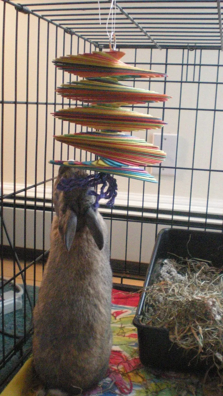Great Popsicle Rabbit Toy