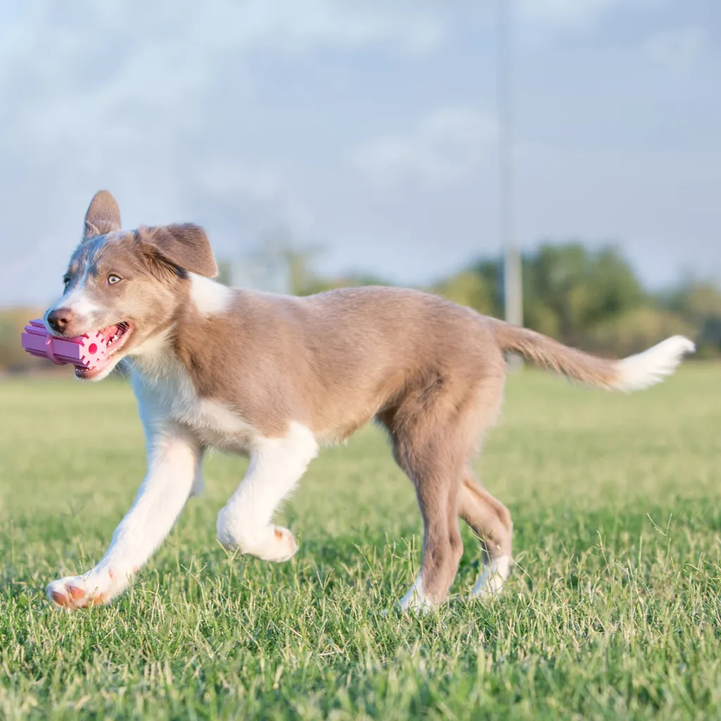 Kong Puppy Teething Stick Toy For Puppies (assorted colors)