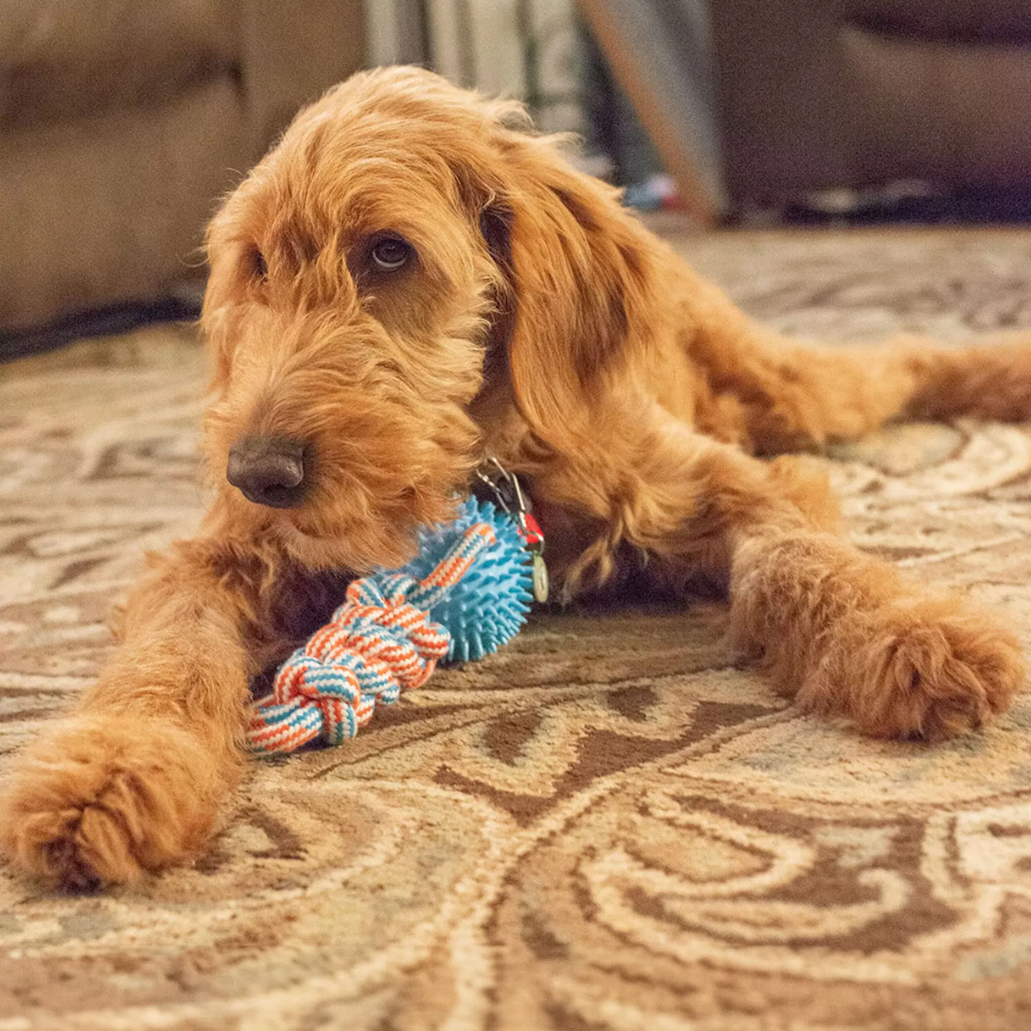 Thoozy Pet Rope Toy with Spike Ball Orange & Teal Dog Toys